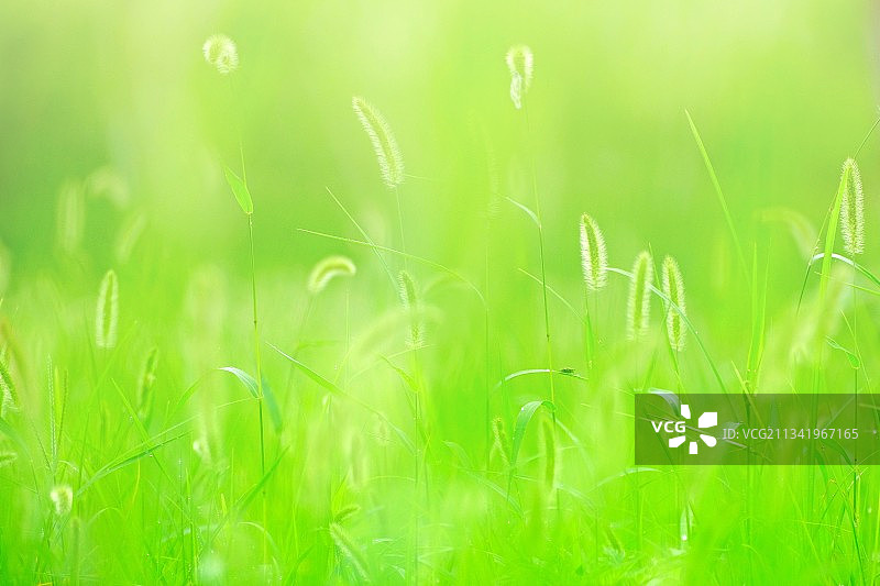 阳光里的小草图片素材