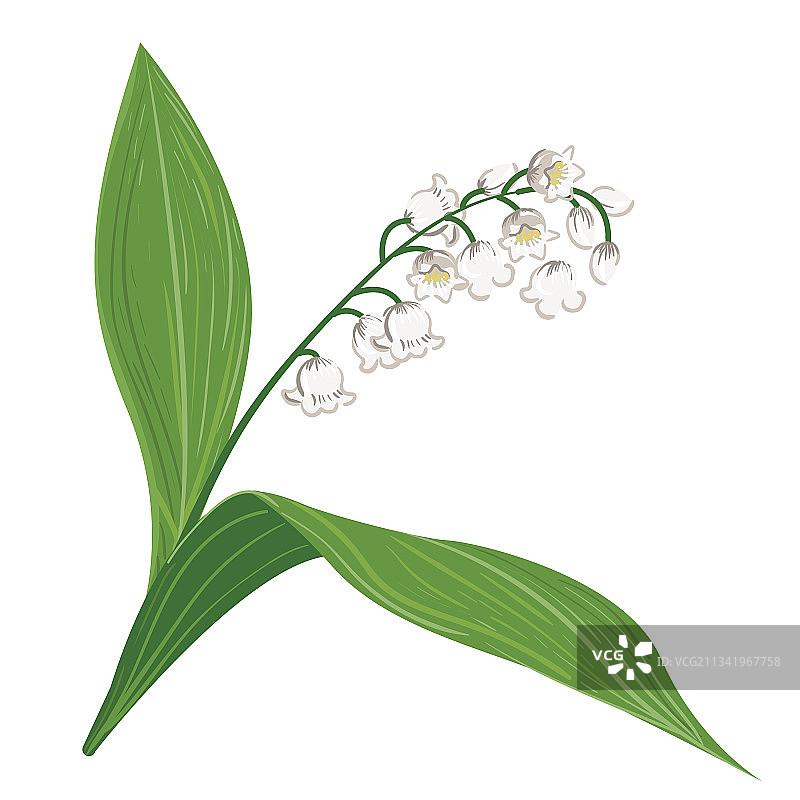 开花植物山谷百合图片素材