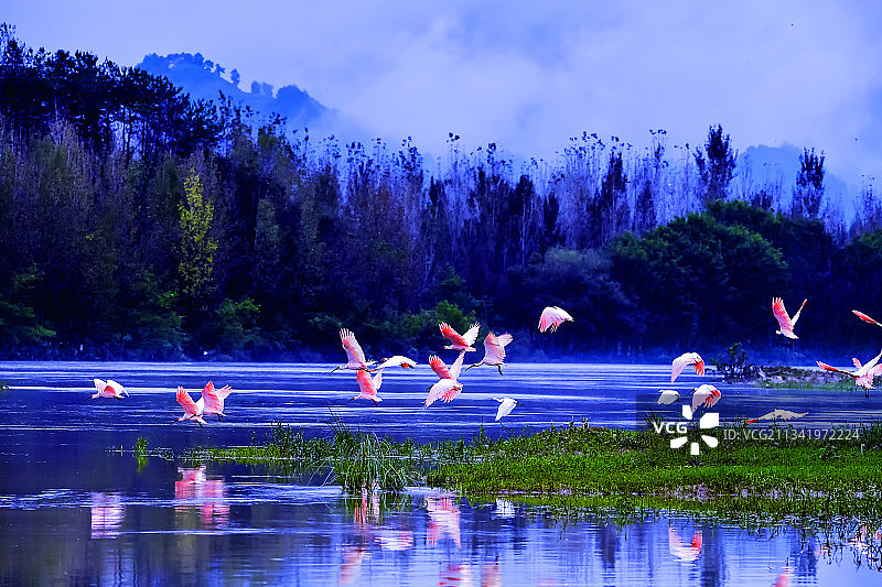 朱鹮拍摄于陕西省洋县图片素材