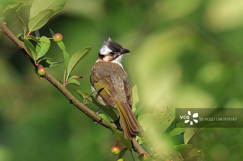 白头鹎图片素材