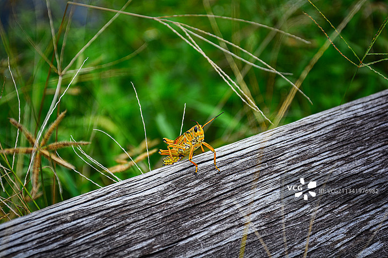 蝗虫图片素材
