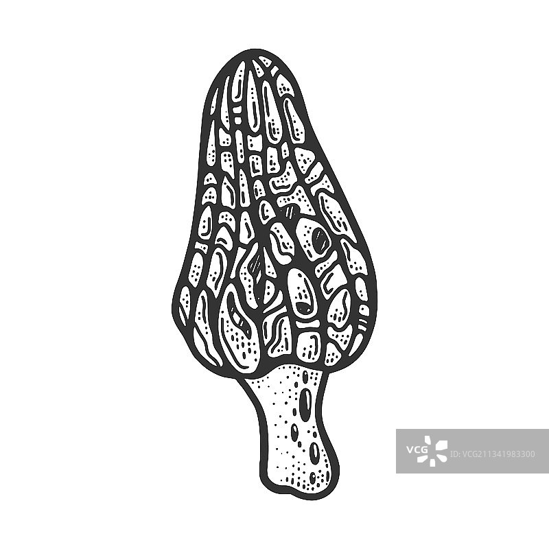 羊肚菌线条艺术速写图片素材