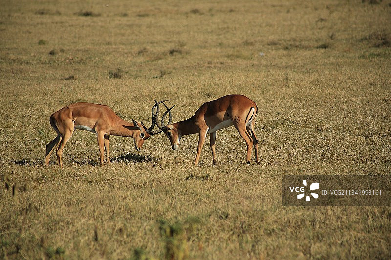 非洲黑斑羚图片素材