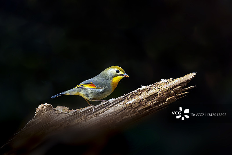 冬季在枯木上觅食的红嘴相思鸟图片素材