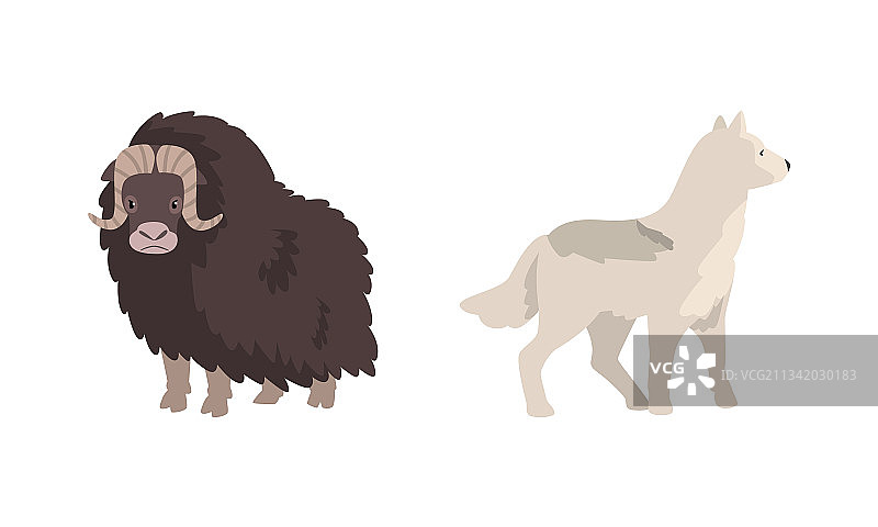 北极野牛和狼卡通形象的极地动物图片素材