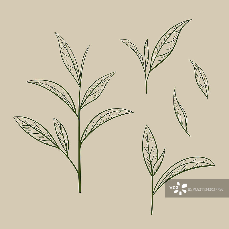 手绘绿茶叶剪影图片素材