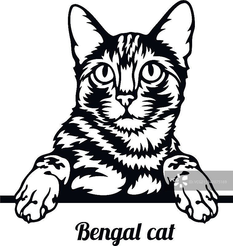 孟加拉猫头部特写图片素材