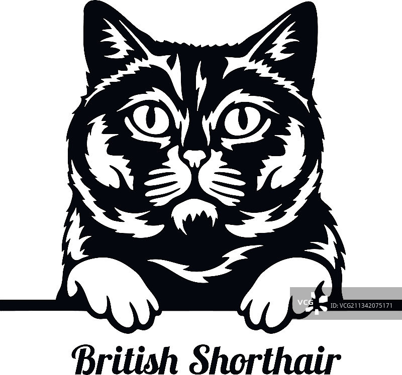 英国短毛猫品种头部图片素材