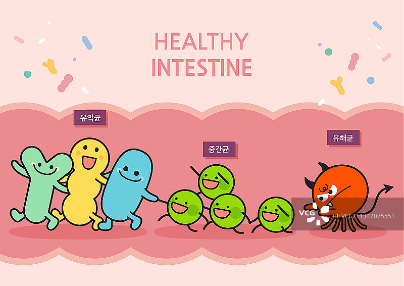 消化系统、乳酸菌、角色、健康生活、营养图片素材