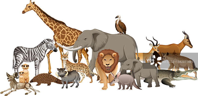 白色背景上的非洲野生动物群图片素材