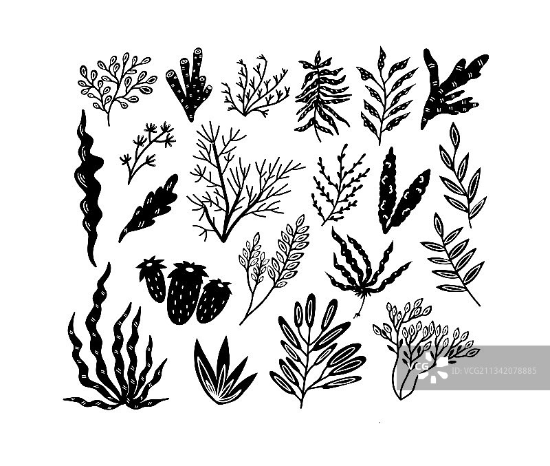 涂鸦风格海藻合集图片素材