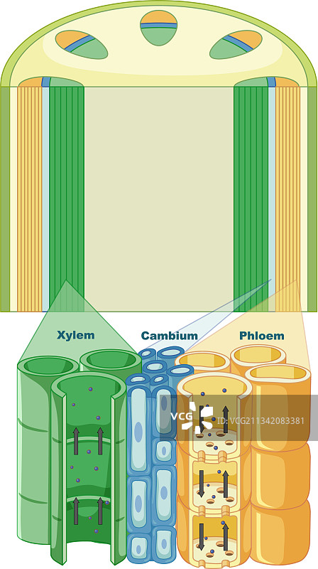 植物维管组织系统示意图图片素材