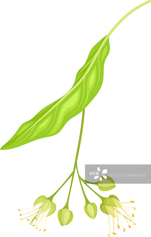 具有淡绿色叶子的菩提树图片素材