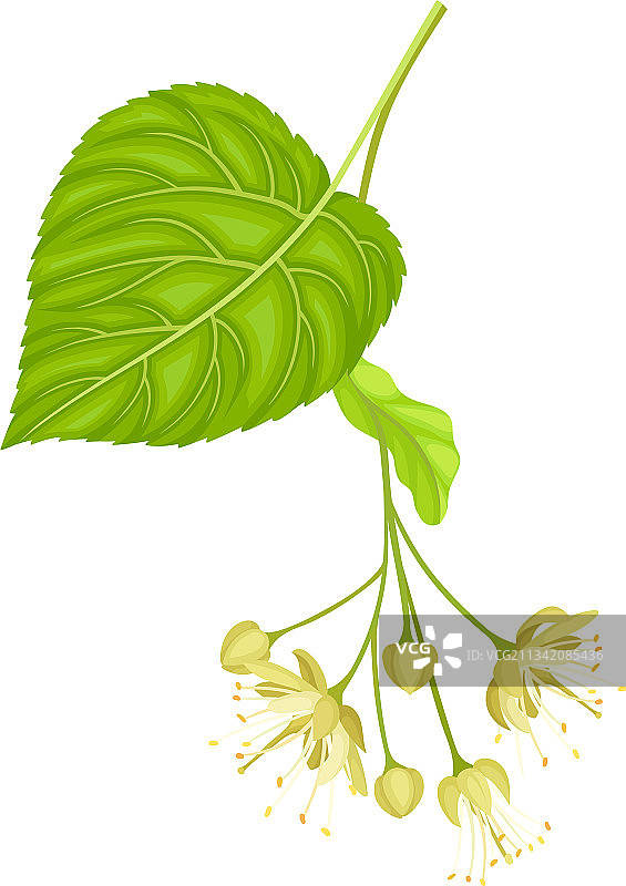 具有簇状香味的椴树图片素材