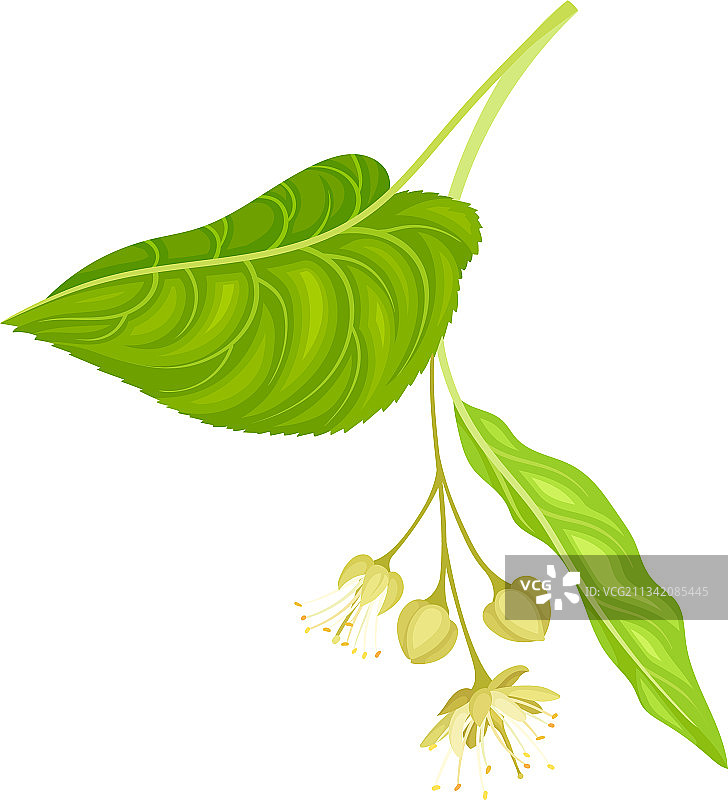 具有簇状香味的椴树图片素材