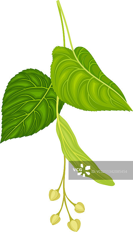 具有簇状香味的椴树图片素材