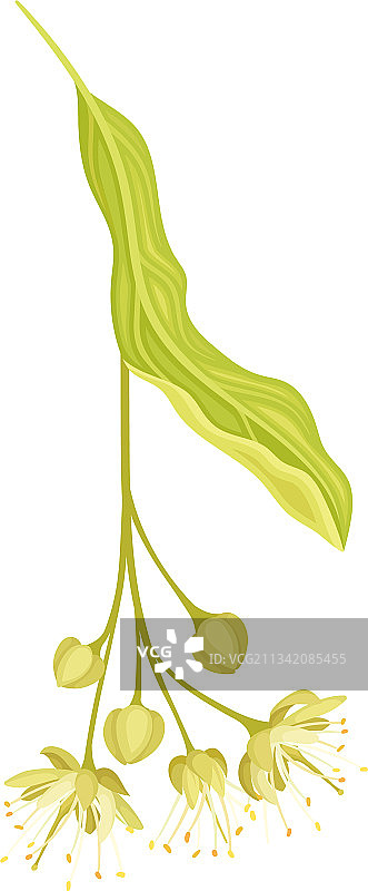 具有淡绿色叶子的菩提树图片素材