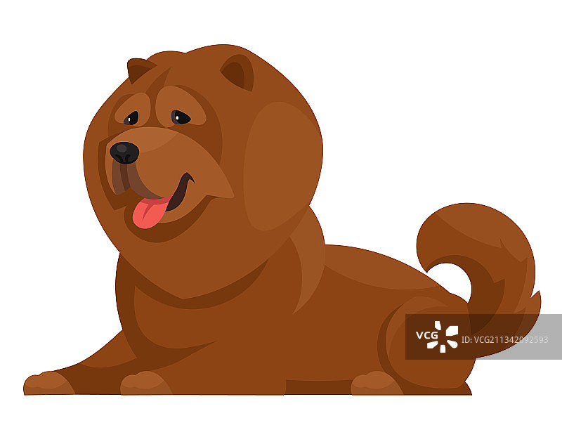 趴着的松狮犬图片素材