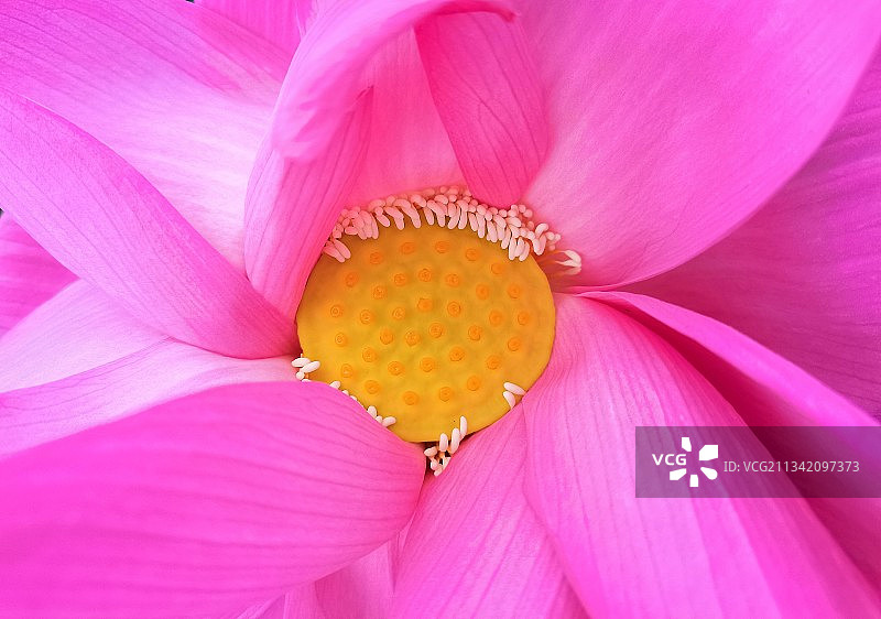 荷花花瓣内部图片素材