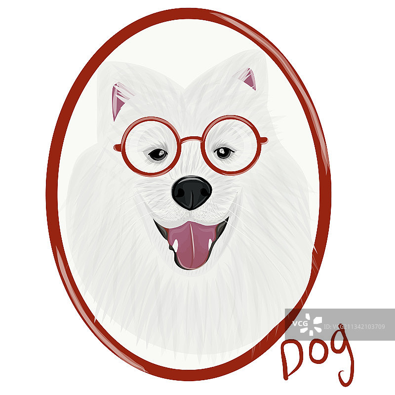 萨摩耶犬肖像图片素材