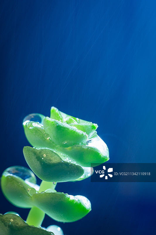 雨，多肉植物，水珠，露珠图片素材
