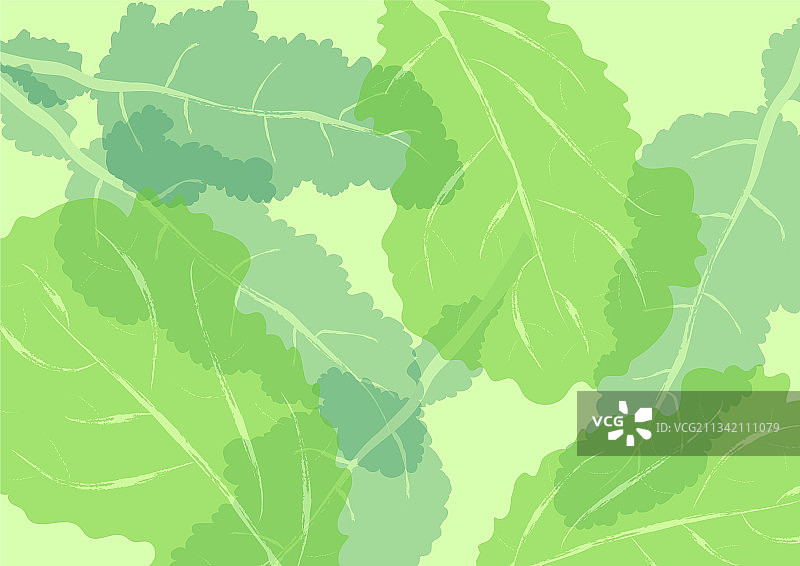 绿生菜叶和香草图案图片素材