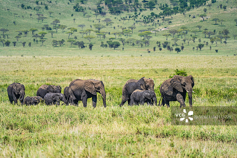 非洲坦桑尼亚塞伦盖蒂大草原的大象群图片素材