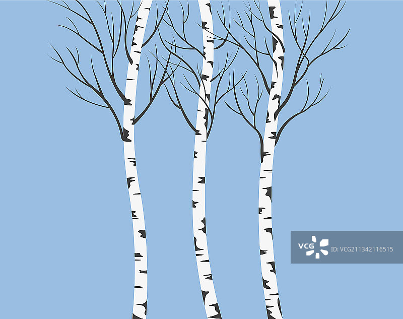 春天里的年轻白桦树图片素材