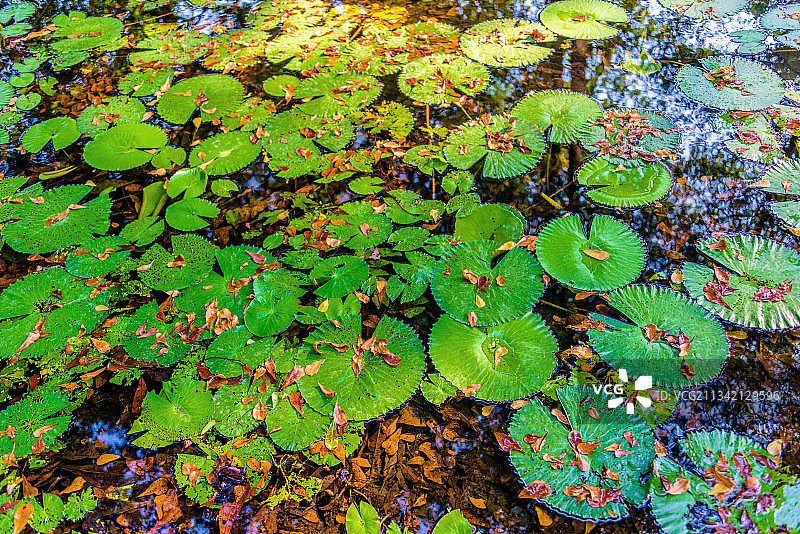 睡莲图片素材