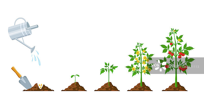 番茄生长阶段：植物播种和开花图片素材