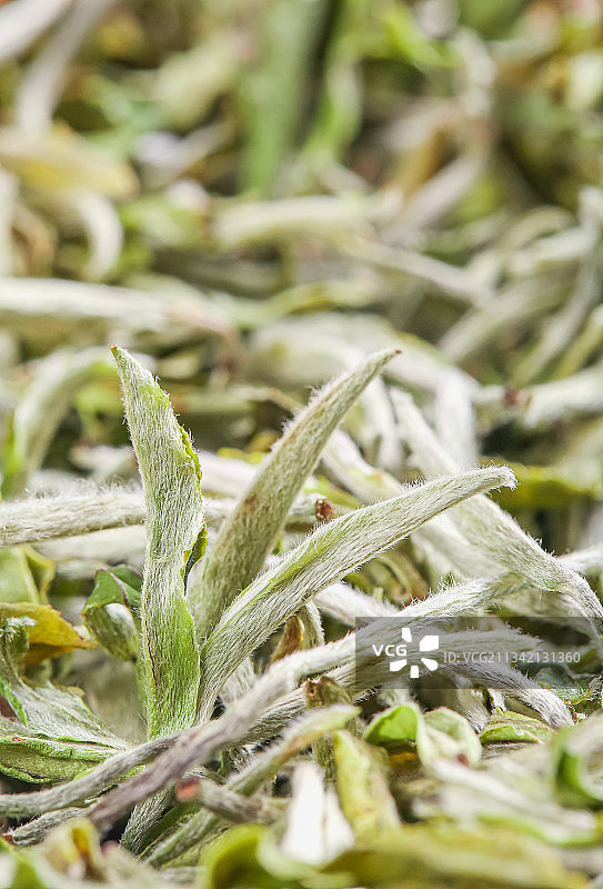 白牡丹茶叶图片素材