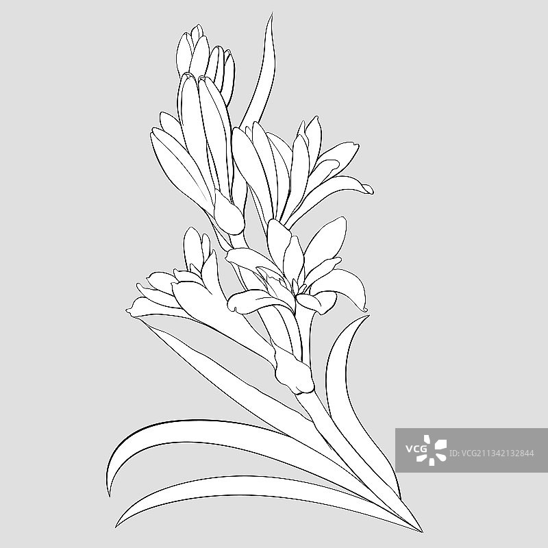 晚香玉药用香料和化妆品图像图片素材