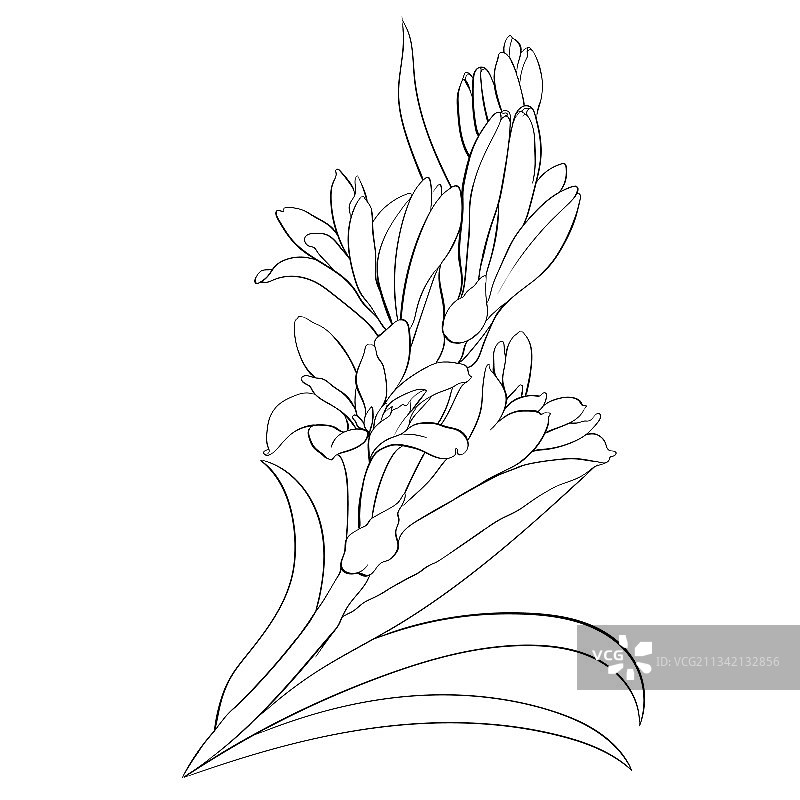 晚香玉药用香料和化妆品图像图片素材