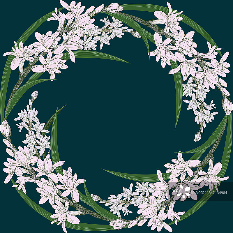 晚香玉药用香料和化妆品植物图片素材