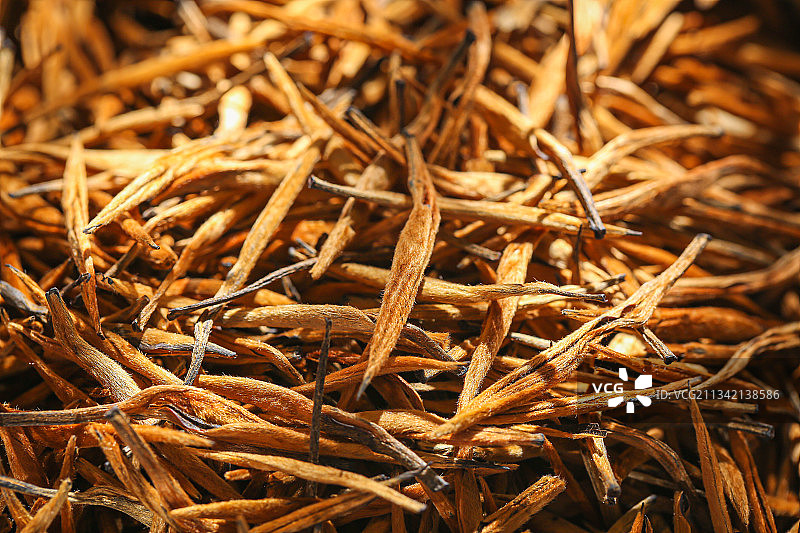 云南滇红金螺图片素材