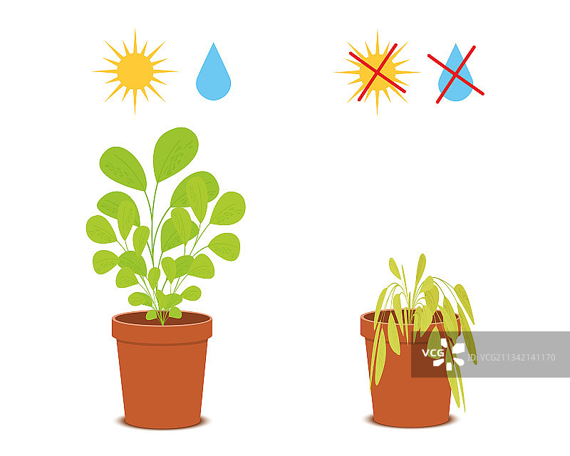 浇水和阳光下的盆栽开花植物图片素材
