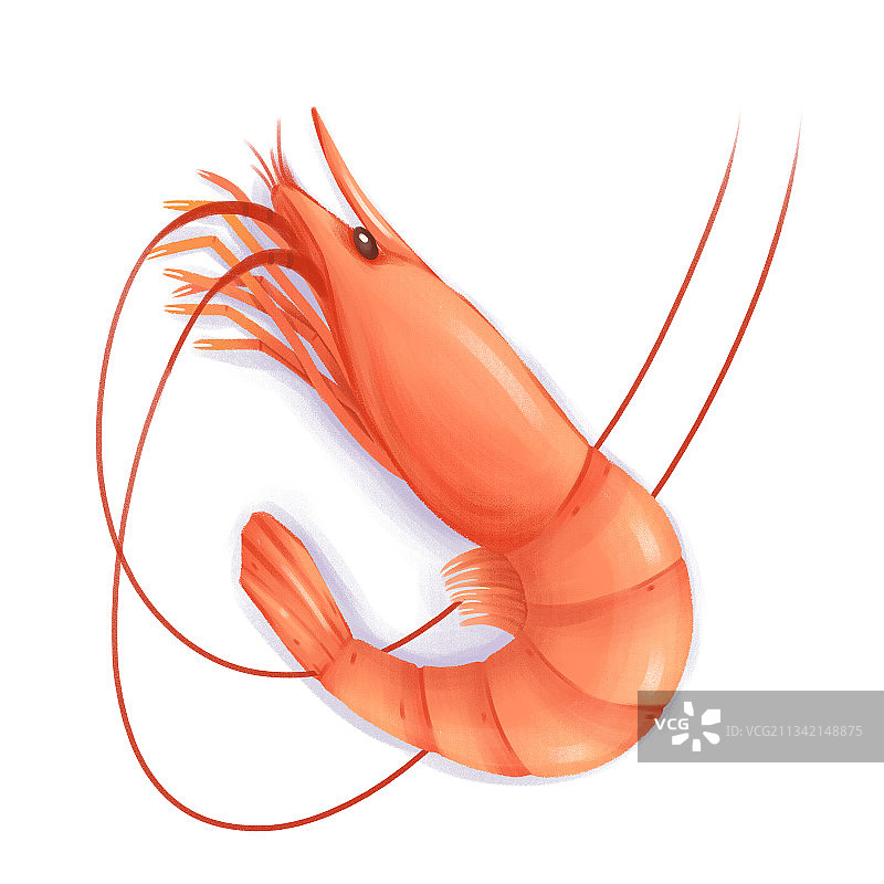 食物基围虾绘画插画图片素材
