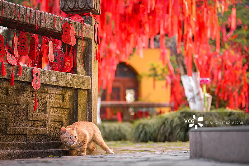 寺庙里许愿飘带下的小橘猫图片素材