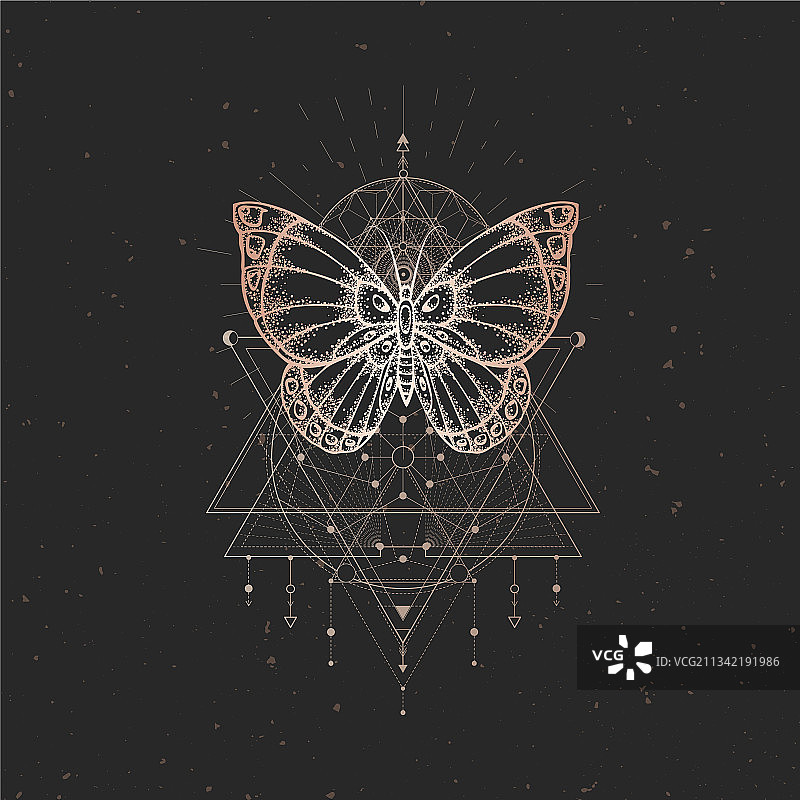 黑色背景上的蜘蛛网特写图片素材