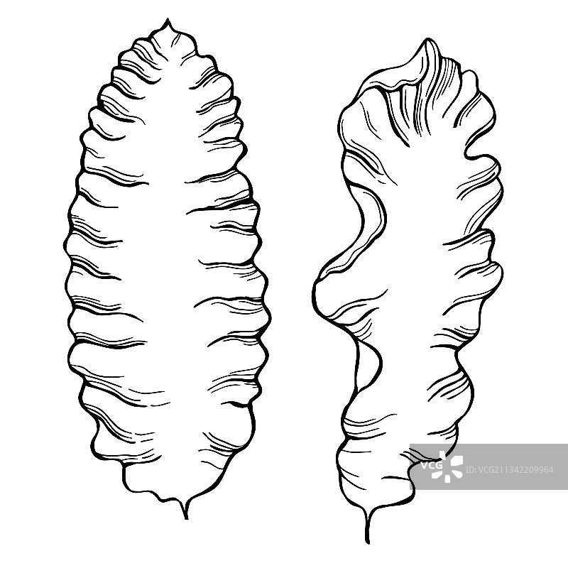 食用藻类紫菜图片素材