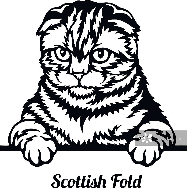 苏格兰折耳猫品种头部图片素材