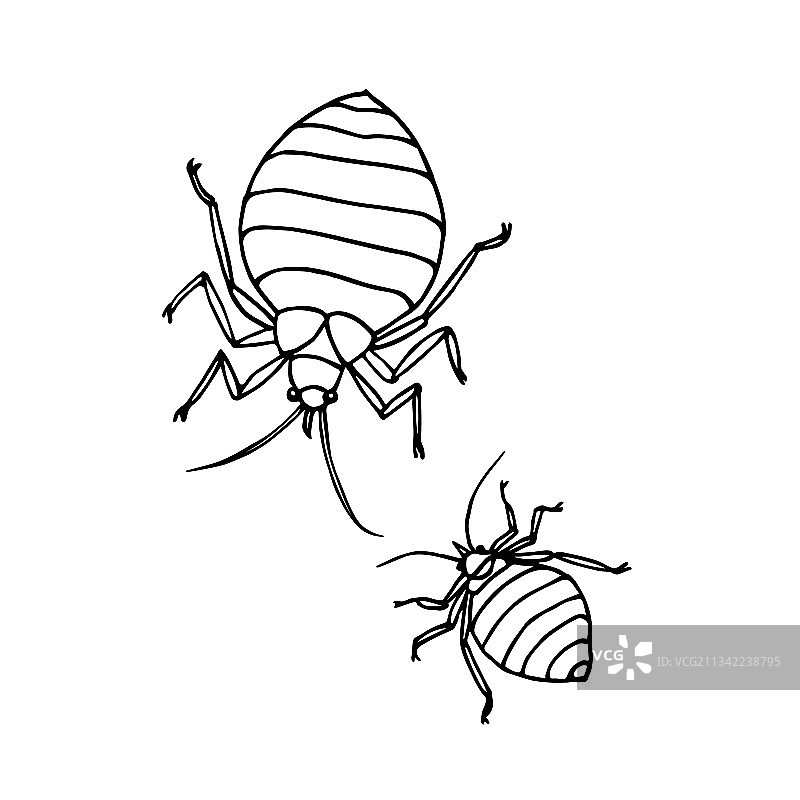 臭虫甲虫寄生虫不卫生图片素材