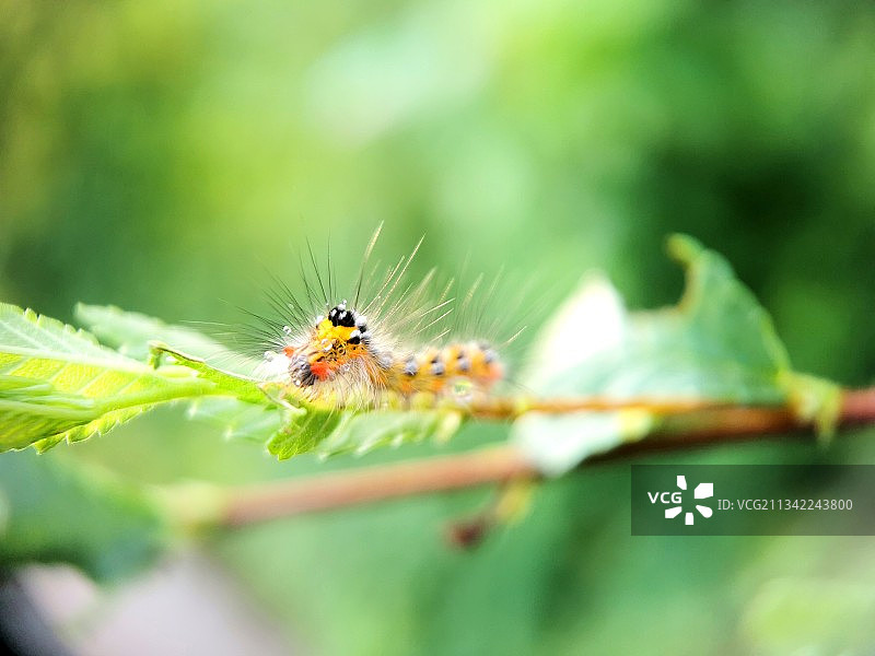 《 毛辣子》图片素材