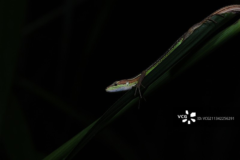 暗夜精灵图片素材