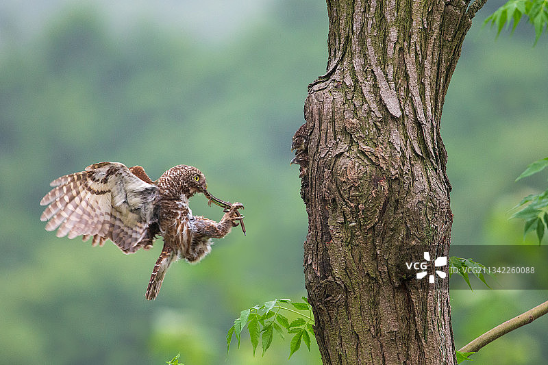 斑头鸺鹠图片素材