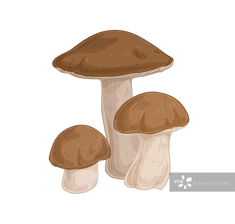 棕色伞盖的桦树牛肝菌图片素材