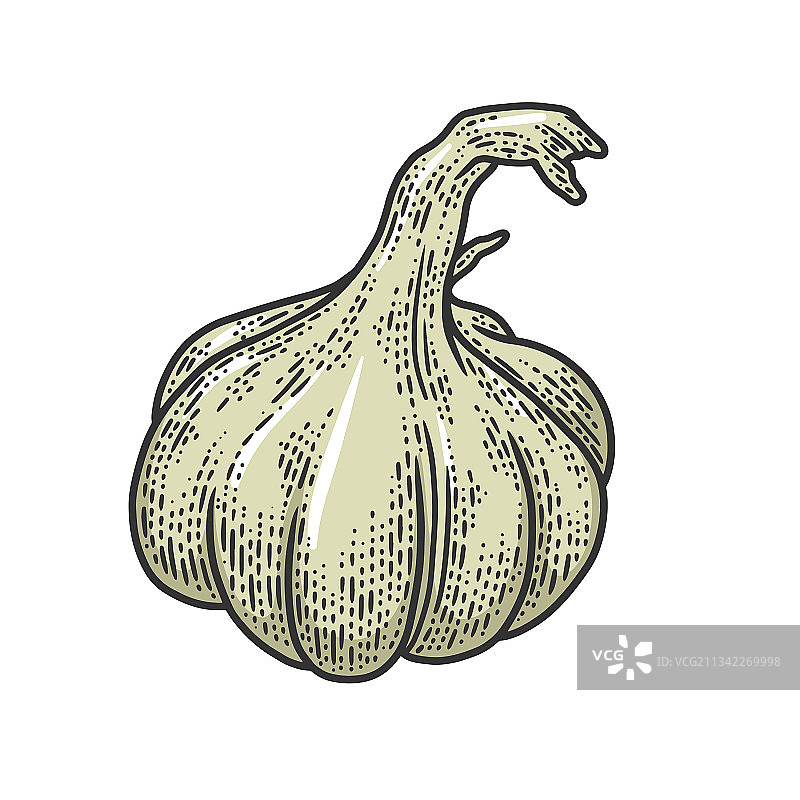 大蒜蔬菜植物素描图片素材