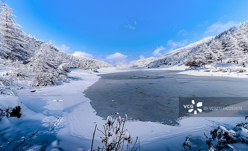 杉树凌花如诗如画图片素材
