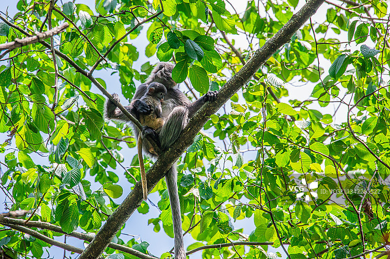 菲氏叶猴图片素材