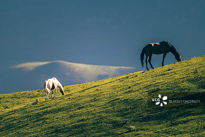 草原上的骏马图片素材